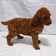 Photo of Heavenly Lucy x Heavenly Roscoe Red Standard Poodle Puppy.
