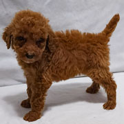 Photo of Heavenly Lucy x Heavenly Roscoe Red Standard Poodle Puppy.