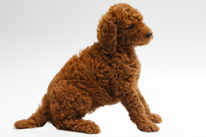 Red Standarde Poodle Puppy