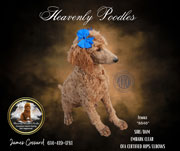 Photo of Heavenly River x Heavenly Max red Standard Poodle Puppy.