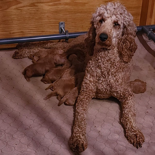 Photo of Mother Heavenly Lucy , AKC Red Standard Poodle.