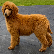 Photo of River AKC red standard Poodle.