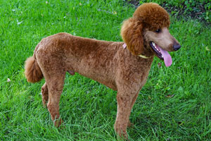 HEAVENLY ROSCOE Red Standard Poodle