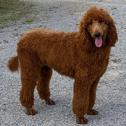 Photo of HEAVENLY MAXIMUS-MAX AKC red standard poodle..