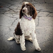 Photo of Heavenly Missy x Heavenly Rusty Parti white and chocolate Standard Poodle Puppy.