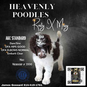 Photo of Heavenly Missy x Heavenly Rusty Parti white and chocolate Standard Poodle Puppy.