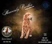 Photo of Heavenly River x Heavenly Max red Standard Poodle Puppy.