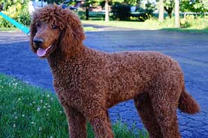 Photo of Father Heavenly Roscoe, AKC Red Standard Poodle.